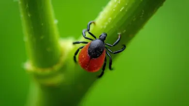 jak vytáhnout klíště správně – Průvodce správným vytahováním klíštěte