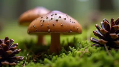 kde rostou houby středočeský kraj tipy – Tipy na sběr hub ve Středočeském kraji