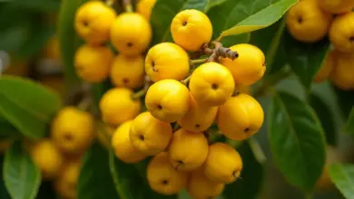 marmeláda ze špendlíků recept – Jak připravit lahodnou marmeládu ze špendlíků