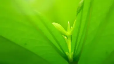 moringa nežádoucí účinky a kontraindikace – Jaké jsou nežádoucí účinky a kontraindikace moringy?