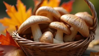 vepřová plec na houbách recept – Jak připravit vepřovou plec na houbách: recept a tipy