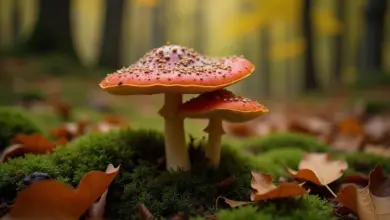 bedla jedlá jak ji poznat a zpracovat – Jak bezpečně poznat a zpracovat bedlu jedlou