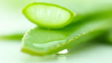 aloe vera účinky a použití – Účinky a použití aloe vera: Vše, co potřebujete vědět
