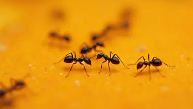 co na mravence doma – Účinné metody, jak se zbavit mravenců v domácnosti