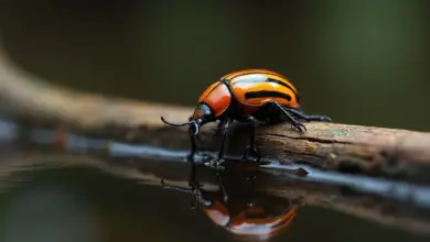 chroustek letní biologie a chov - Chroustek letní: biologie, životní cyklus a chov v domácích podmínkách
