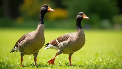 indicky bezec pěstování a péče - Jak na pěstování a péči o indického běžce