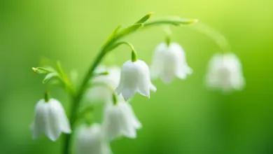 konvalinka vonná pěstování a využití - Jak pěstovat a využít konvalinku vonnou: kompletní průvodce