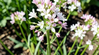 gaura pěstování a péče o svíčkovec - Gaura: jak pěstovat a pečovat o svíčkovec