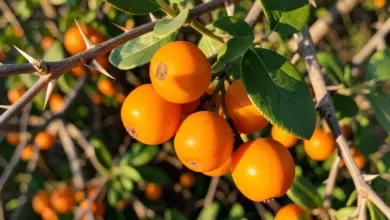 rakytník pěstování a využití - Jak pěstovat rakytník a využít jeho plody: praktický návod