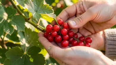 rybíz jak pěstovat a sklízet - Jak pěstovat a sklízet rybíz: Kompletní průvodce pro zahradníky