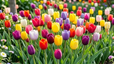 tulipány pěstování a péče - Jak na pěstování a péči o tulipány: podrobný průvodce