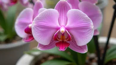 jak se starat o orchidej doma – Úplný návod na péči o orchideje v domácnosti