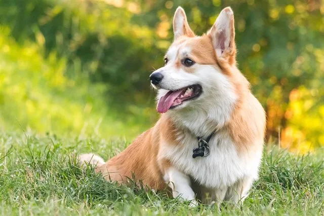 Šťastný welshký corgi sedící na trávě venku