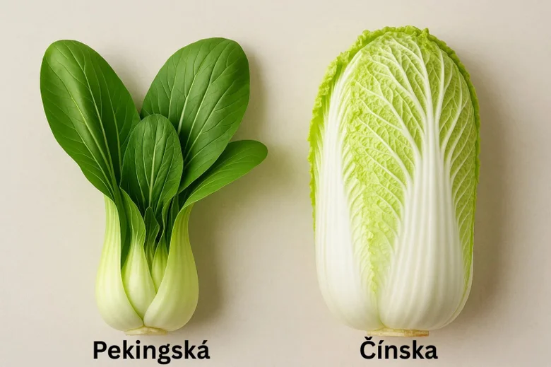 Porovnání čínské kapusty: pekingská vs. napská