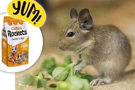 Degu s krmivem a zeleninou – skvělý návod na péči.