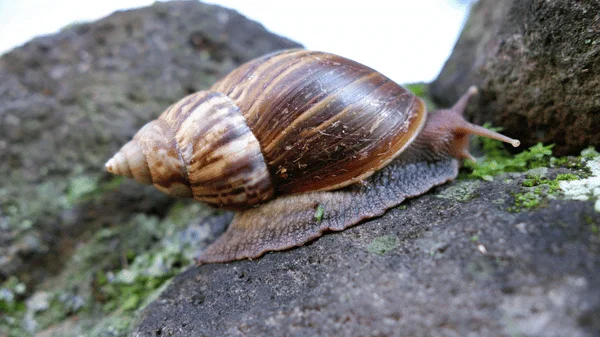 Afričtí šnek na skále s mechem