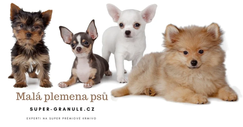 Malá plemena psů – čtyři malí psi na bílém pozadí
