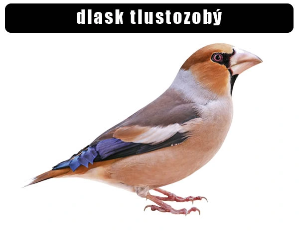 Mužský hluchý s tlustým zobákem na bílém pozadí.