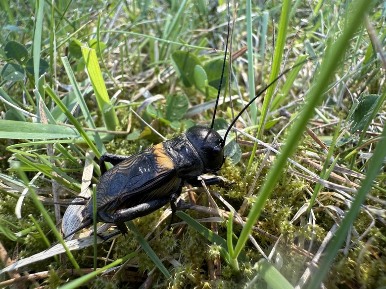 Cvrček polní v trávníku - detail těla a křídel.
