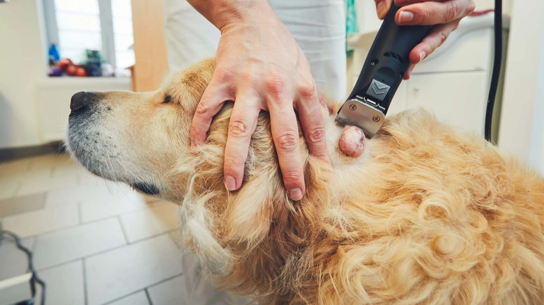 Veterinář oškrabává lipom na psu elektrickým trimrem.