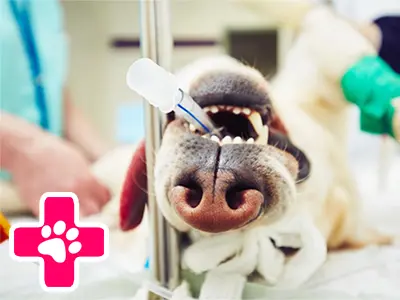 Pes v veterinární ambulanci při zubním vyšetření