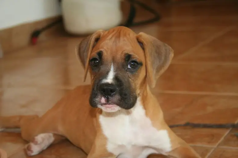 Mladý boxer leží na podlaze a dívá se do kamery.