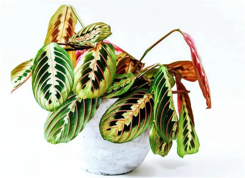 Květináč s barevnou rostlinou Calathea na bílém pozadí.