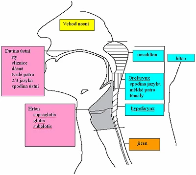 Schéma anatomie krku a hrdla s českými názvy částí
