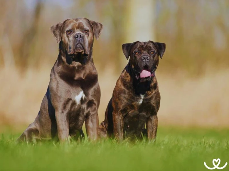 Dva psi plemene Cane Corso sedící na trávě