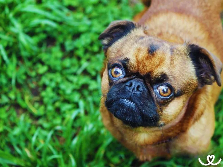 Portrét belgického griffona brabantíka na trávníku