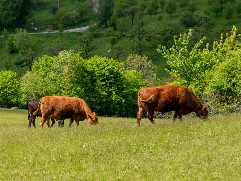 Kravy pasou v zelené louce na pozadí lesa.