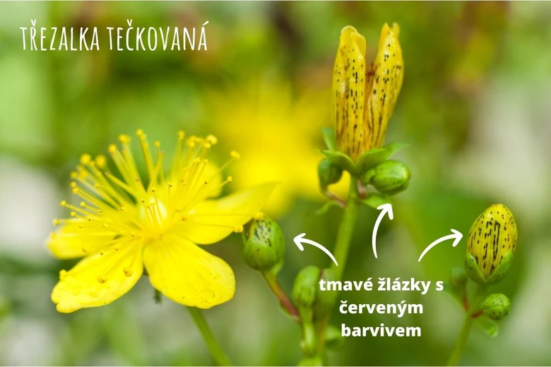 Třezalka tečkovaná s červenými žlázkami pro svatojánskou noc