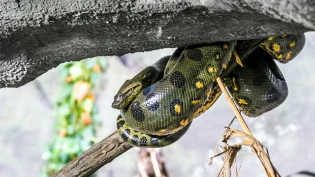 Velká anaconda zavinutá kolem větví pod úkrytem