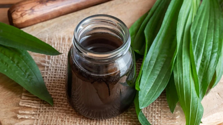 Jitrocelový sirup v sklenici s čerstvými listy jitrocele