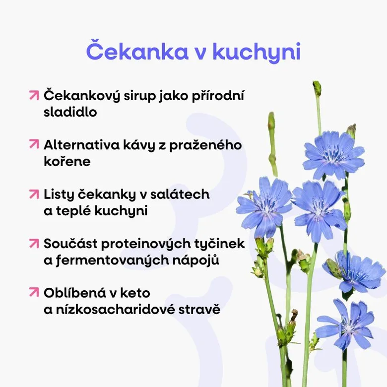 Infografika o využití čekanky v kuchyni s modrými květy