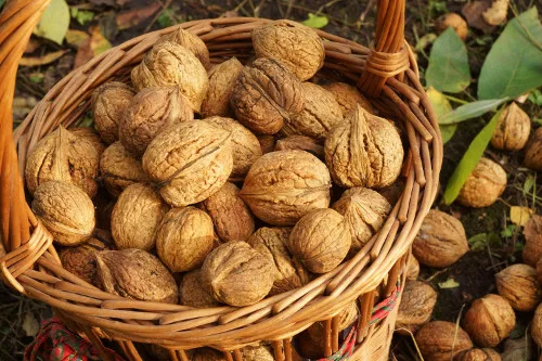 Ořešák královský pěstování a péče: návod krok za krokem