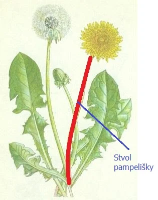 Ilustrace pampelišky lékařské s označeným stonkem.