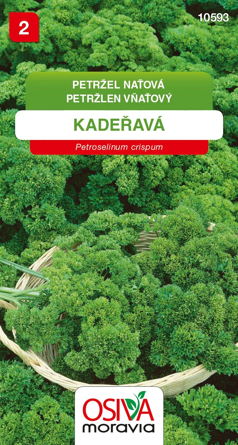 Čerstvá kadeřavá petržel v košíku
