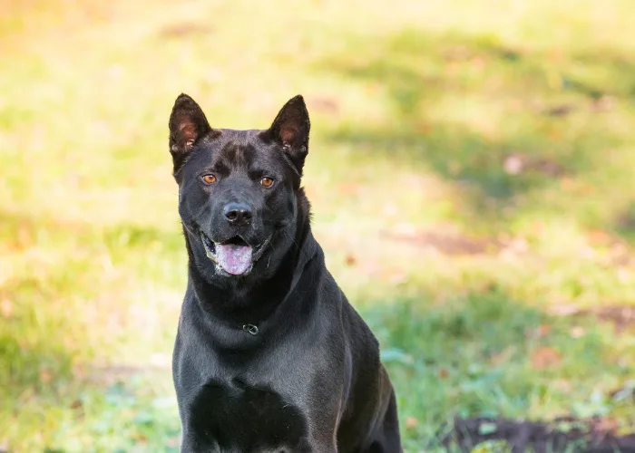 Černý thajský ridgeback sedící na trávě venku.