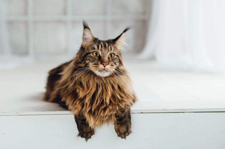 Velká maine coon kočka s hustou srstí sedící na bílém podkladu