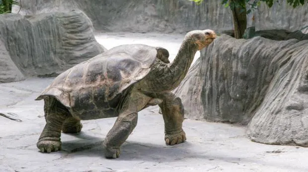 Velká želva sloní chodící po kamenném terénu v zoo.