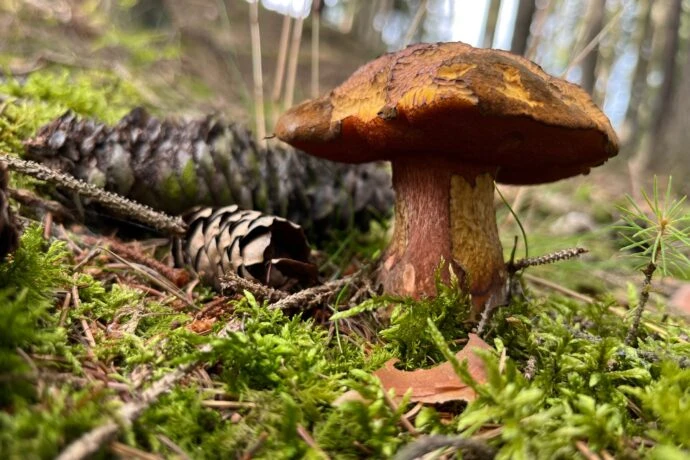 Houba v lese mezi mechom a borovicovými šiškami