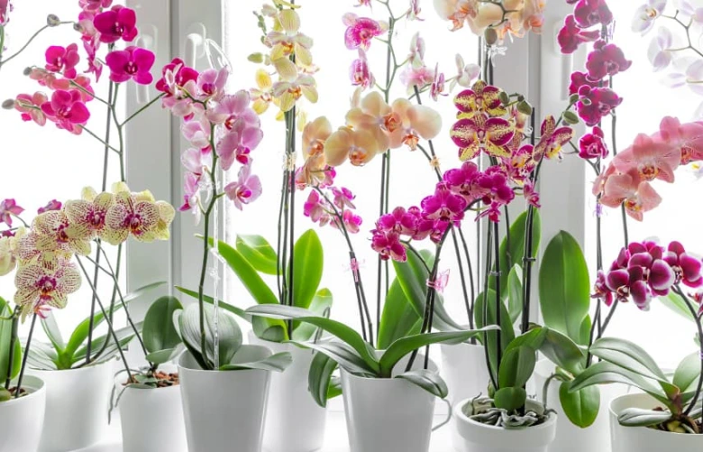 Květoucí orchideje v bílých květináčích u okna