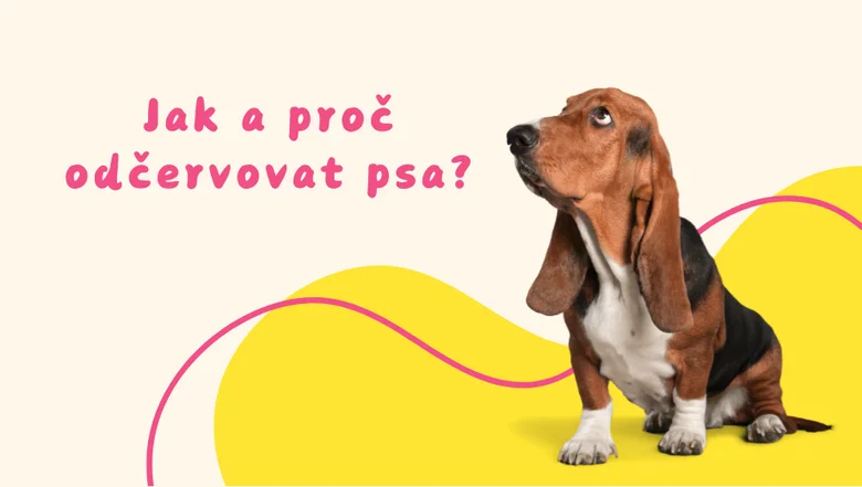 Odčervení psa: jak a kdy správně provádět