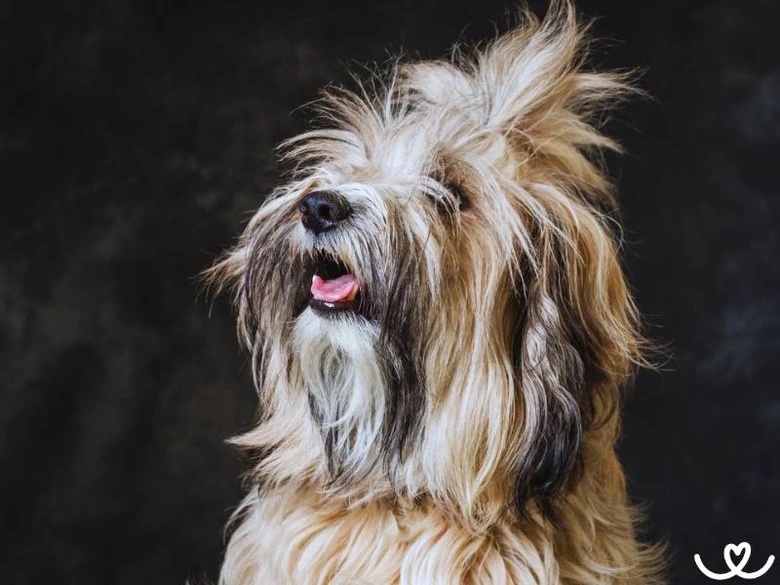 Portrétní fotografie tibetského teriéra s dlouhým srst.