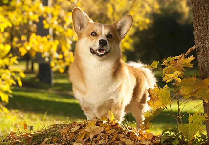 Šťastný corgi stojí na podzimních listech venku.