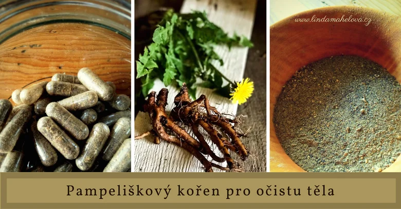 Kořen pampelišky v různých formách pro očistu těla