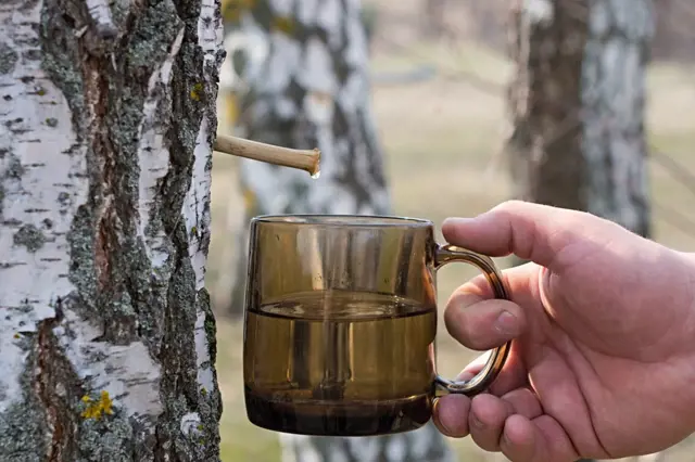 Ruce sbírají březovou šťávu do sklenice pod kůrou břízy.