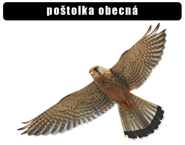 Poštolka obecná v letu s roztaženými křídly