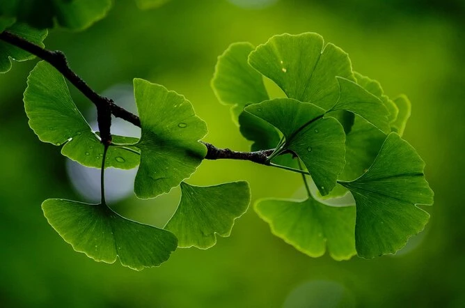 Zelené listy ginkgo biloba na větvi v přírodním prostředí.